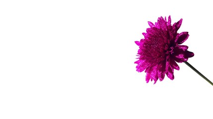 Purple chrysanthemum flower isolated on white background for floral design projects and botanical decorations.