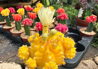 Blossom moon cactus (Gymnocalycium mihanovichii)