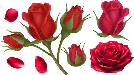 set of red roses full blooms buds and petals Transparent vector elements Ideal for wedding invitations Valentines Day promotions romantic graphics or beauty product design.