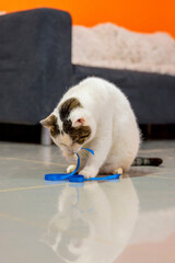 White Cat Playing with Blue Toy in Animal Shelter
