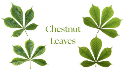 Chestnut Tree Leaves PNG Set, Four Ultra-HD 4K Photorealistic Green Chestnut Leaves with Long Serrated Leaflets, Central Midrib, and Detailed Texture Isolated on White Background for Botanical Design
