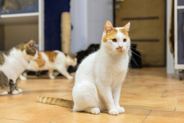 White Cat Playing with Feather Toy in Shelter