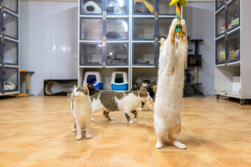 Multiple Cats Playing in Modern Shelter Room