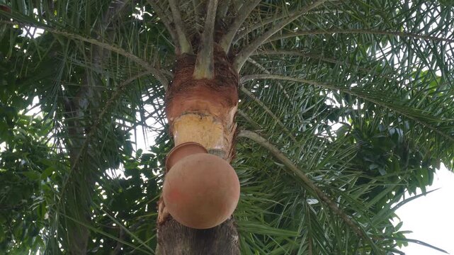 traditional method for harvesting sap from a wild date palm 