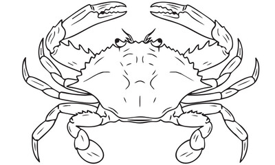 Detailed Black Outline Drawing of a Wide Blue Crab with Large Claws