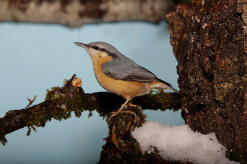 Kleiber (Sitta europaea) auch Spechtmeise sitzt auf Ast im Winter © Aggi Schmid
