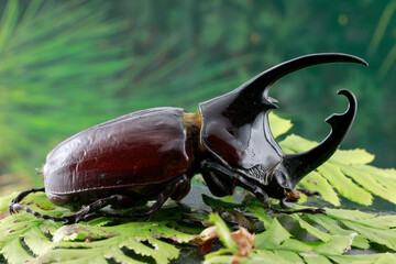 Fototapeta premium Afrikanische Herkuleskäfer oder Centauruskäfer (Augosoma centaurus) auf grünem Blatt