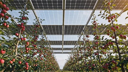 Beneath bright sunlight, lush apple trees flourish in a stunning orchard. Solar panels above harness energy to support the vibrant harvest. Join in the celebration of nature's bounty.