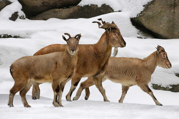Schraubenziege (Capra falconeri) im Schnee