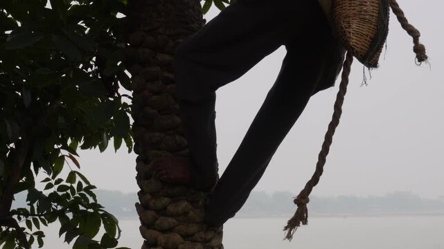 person climbing down a palm tree using a traditional rope harness and a basket