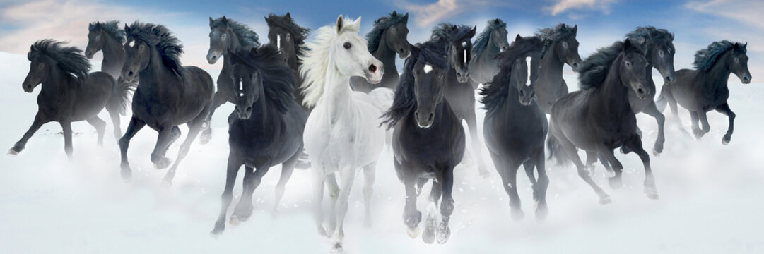 Schwarze Wildpferde Gruppe im Lauf mit wei&szlig;em Leithengst in Winterlandschaft, Panorama 