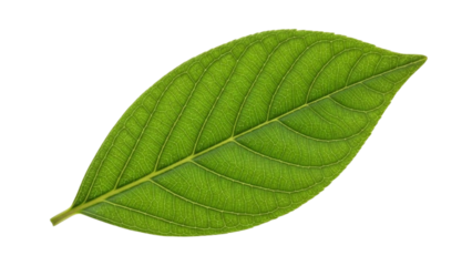 A vibrant green leaf with intricate veins, showcasing the natural beauty and delicate structure of a plant in isolation