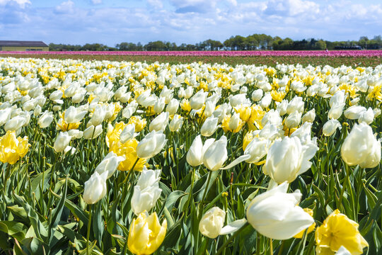 View of a vibrant tulip field explodes with colors, where white and yellow blooms dance under a bright sky, creating a floral tapestry, Noordwijk, South Holland, Netherlands.
