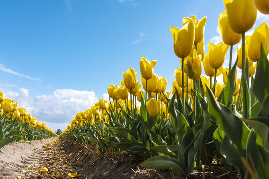 View of vibrant yellow tulips stretch in neat rows under a bright blue sky with scattered clouds, a serene landscape, Noordwijk, South Holland, Netherlands.