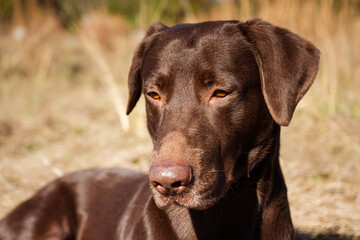 black labrador retriever