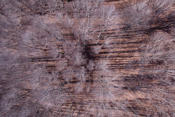 Winter forest seen from above with bare trees and natural textures