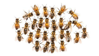 group of bee or honeybee (Apis Mellifera) European or western honey bees isolated on the white background, golden honeybees