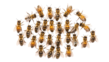 group of bee or honeybee (Apis Mellifera) European or western honey bees isolated on the white background, golden honeybees