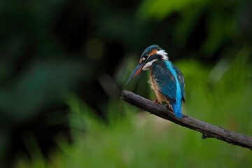 The common kingfisher (Alcedo atthis)