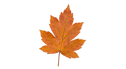 Fototapeta premium An orange maple leaf isolated on transparent background with a natural vibrant color