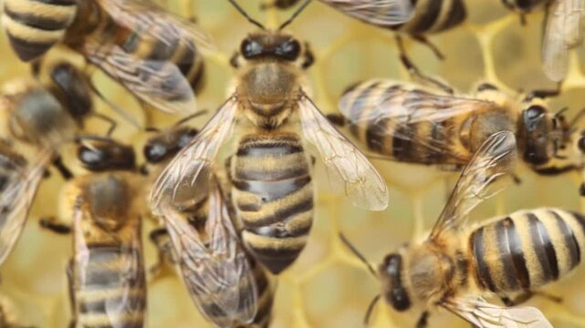 An injury, mutation, or other abnormality in a bee's appearance.  Video for science.