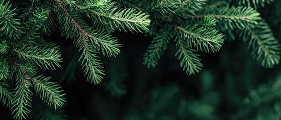Close-up view of green juniper shrubs showcasing detailed leaves and branches against a blurred forest background captured at midday