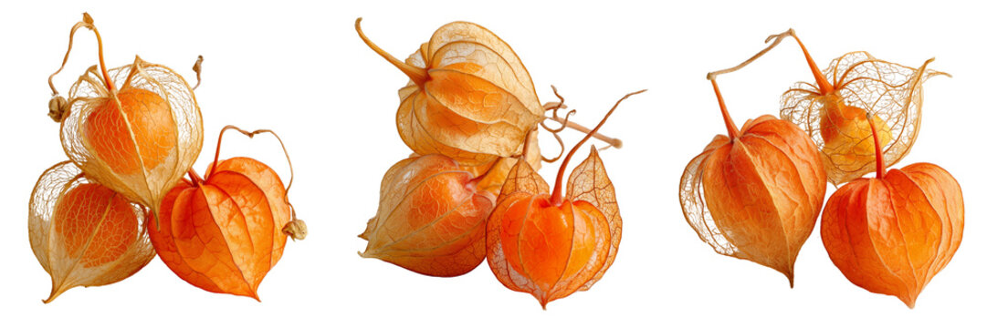 Set of Cluster of Chinese lantern physalis alkekengi fruits with stems on transparent png background. Ai generated