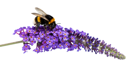 a bee perched atop a vibrant purple flower, capturing the symbiotic beauty of nature's smallest wonders Isolated On Transparent and White Background