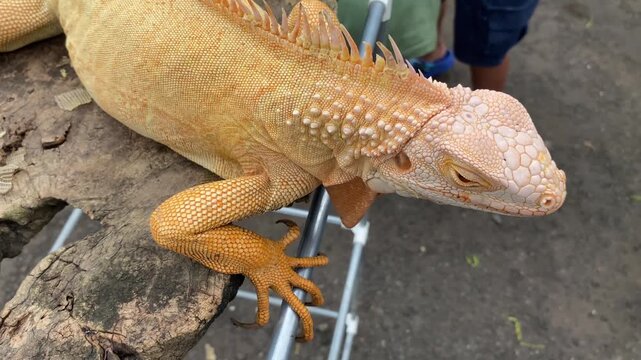 an exotic and peaceful Orange Iguana (albino or xanthic morph), resting with its eyes closed on a log.