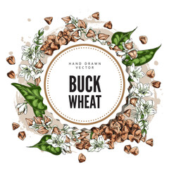 Fototapeta premium Buckwheat branch with flowers, leaves and seeds sketch vector round label design, hand drawn agricultural food products