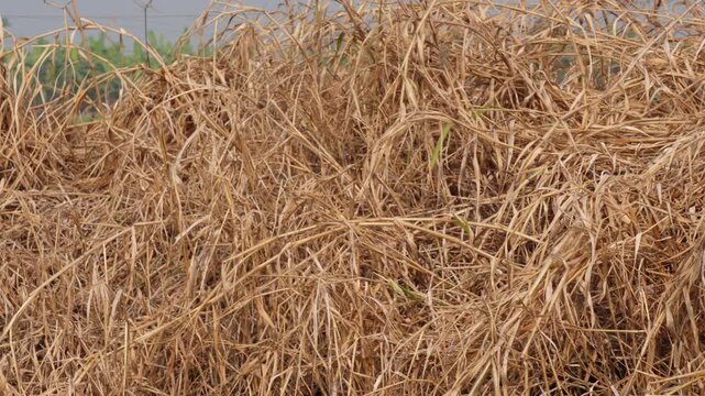 dried grass or straw
