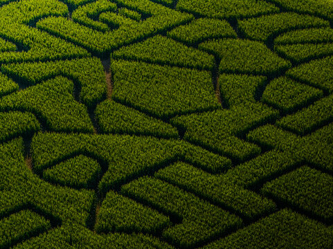 Aerial view of a vibrant green corn maze carved into intricate geometric patterns, a testament to rural artistry, Mansfield, Massachusetts, United States.
