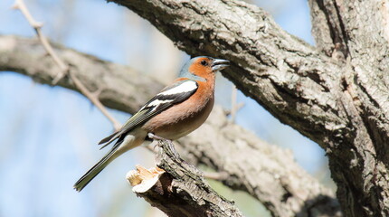 great tit parus major © lazalnik