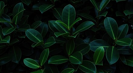 Dark green leaves with light green veins on black background