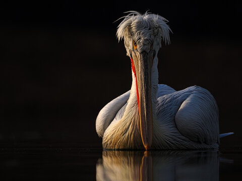 Dramatic Low-Key Portrait of a Dalmatian Pelican (Pelecanus crispus) Resting on Water, with a Prominent Crest and Reflected Light