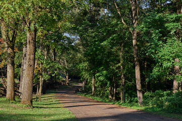 Narrow Forest Path Beneath Summer Trees