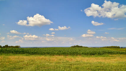 Fototapeta premium Expansive Corn Rows Stretching Toward the Horizon