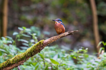 Ein wunderschöner Eisvogel auf einem mit Moos bewachsenen Zeig
