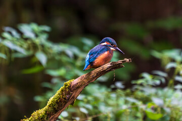 Ein wunderschöner Eisvogel auf einem mit Moos bewachsenen Zeig