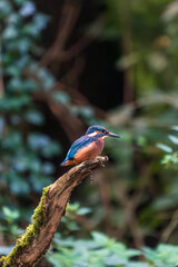 Ein wunderschöner Eisvogel auf einem mit Moos bewachsenen Zeig
