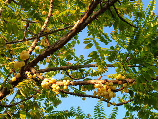 The tree is full of ripe gooseberries.