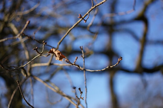 Detailaufnahme eines marzeszenten Blattes am Ast einer Stieleiche (Quercus robur) im Winter
