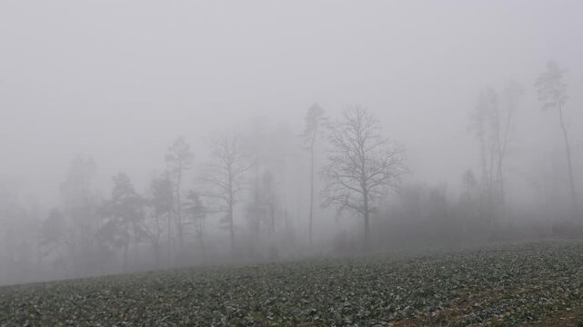 Dense winter fog covering open fields at the edge of a forest, with silhouettes of leafless deciduous trees in the background, creating a cold atmospheric rural landscape