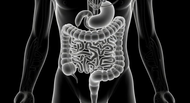 Human Digestive System Anatomy Showing Stomach Intestines and Internal Organs Inside Torso Represented with Semitransparent Realistic Model On Black Background