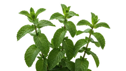 Fresh green mint leaves isolated PNG, aromatic herb for culinary use and herbal medicine on transparent background