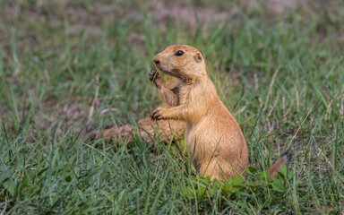 Black-Tailed Prairie Dog Feeding in Custer State Park