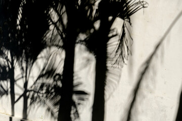 Realistic palm tree shadow or silhouette, palm tree shadow overlay effect.