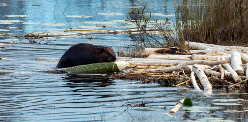 Beaver chewing wood