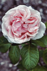 Delightful Pink flowers 'Donatella' on Green leaves background, for their large, full, soft pink fragrant blooms. use it as your Wallpaper, Poster and Copy space, Selective focus.