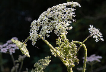 Close-up of the Angelica sylvestris plant (Wild Angelica) with clusters of small white flowers. use it as your Wallpaper, Poster and Space for text, Selective focus.